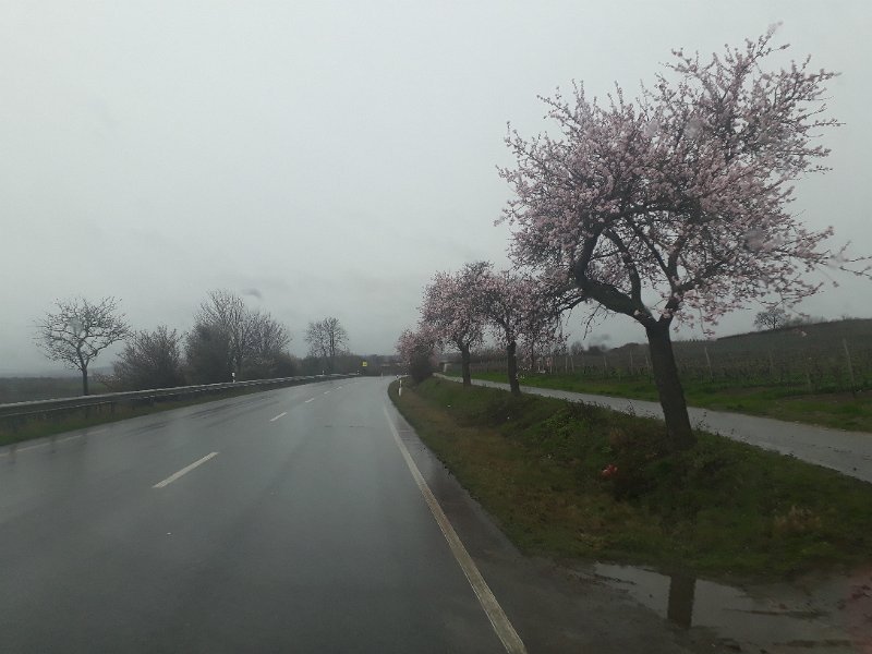 20190317_135034.jpg - ...und fahren entlang blühender Mandelbäume in der Pfalz, nach Hause.